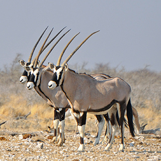Etosha - Nebrownii - Oryx